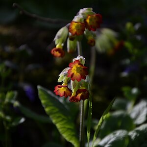 Kleine Blüten 3