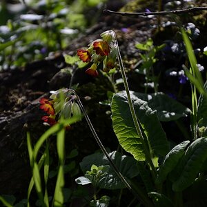 Kleine Blüten 4
