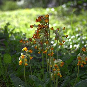 Kleine Blüten 5