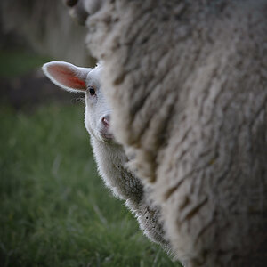 Neugieriges Lamm