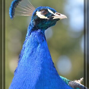 Pfau