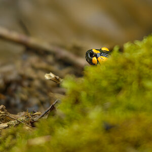 lurchi 005