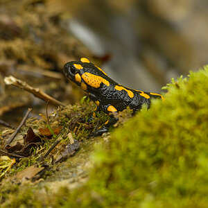 lurchi 006