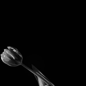 Schwarze Blüte