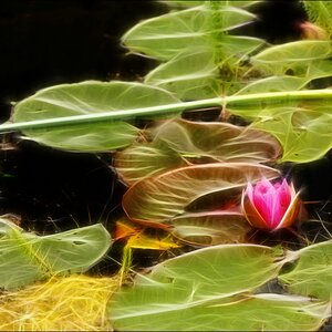 cmpD70 0096 Seerose fract