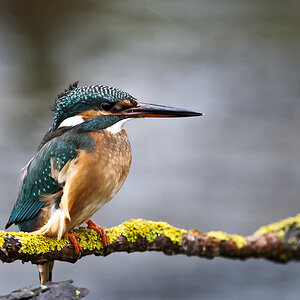 eisvogel 04