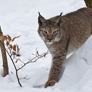 luchs 04