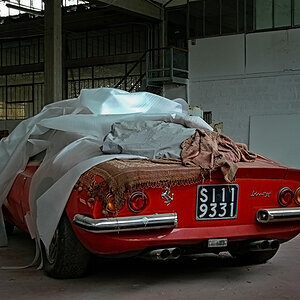 dino rear