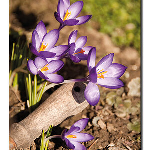 endlich Frühling!