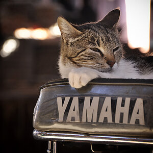 Yamaha-Katze
