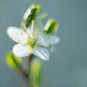 671024blüten