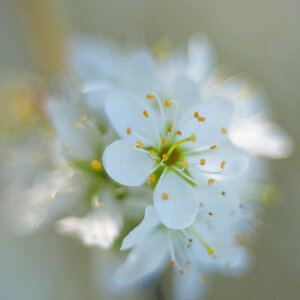 1121024blüten