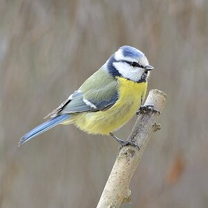 Blaumeise03