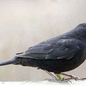 Amsel02