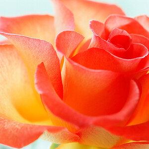 La vie en rose