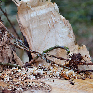 Abgebrochener Baum mit Stacheldraht