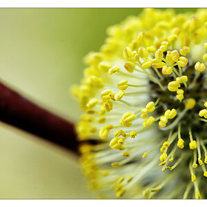 2013 04 21 DSC 7435 w