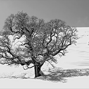 2130401 0850 SchneeBaum Jochberg sw