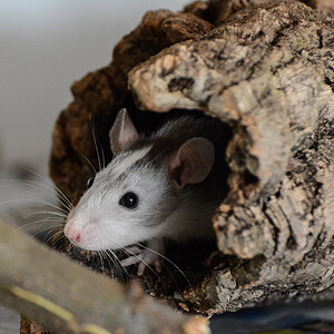 20130324 DSC 0130 Test D7100