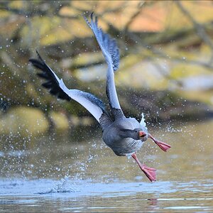 aacomp bramfsee 20130419 0204