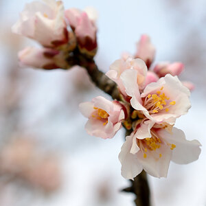 Mandelblüte 0647