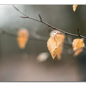 dof