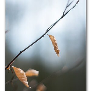 dof2
