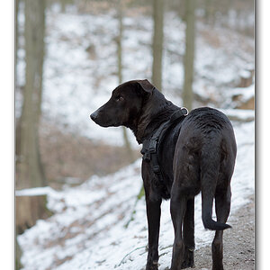 Lupa im Wald2
