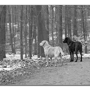 sw hunde