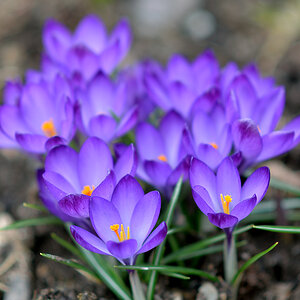 Purple Flowers