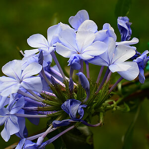 DSC 8605 blau
