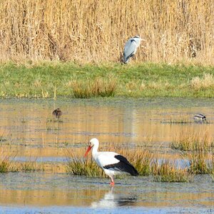 Storch und Reiher