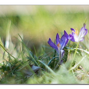 dof4