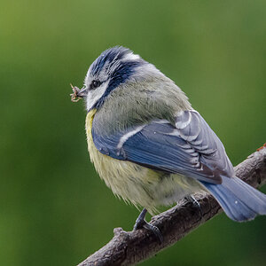 Blaumeise