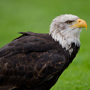 Adler