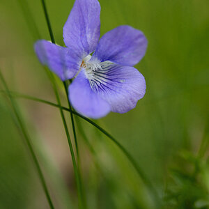 701900blumen