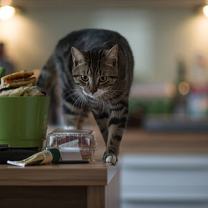 cat