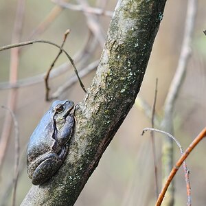 Laubfrosch 2013.04.30