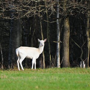 Damwild 2013.04.30 2