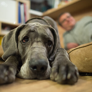 doggy und wuppi