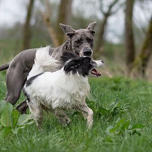 rocky und doggy