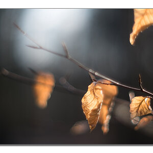 dof5
