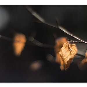 dof6