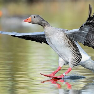 aacomp bramfsee 20130406 0638