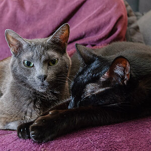 Feline und Maxi
