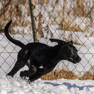 Luna im Schnee