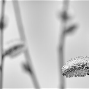 vogDSC 0059