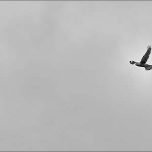 vogDSC 0081