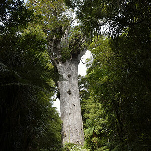 tane mahuta, nz

A Bam is ka Grasle..... - dieser schon gar nicht!