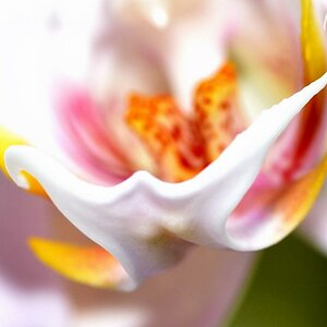 Orchidee